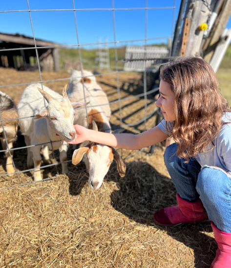 feeding goats